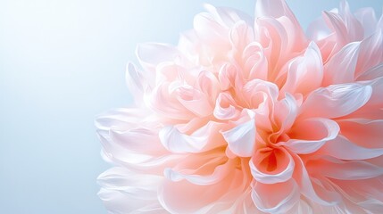 Obraz premium Delicate pink peony flower blooming against a soft light blue background.