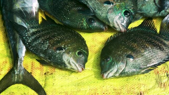 Close-up. Etroplus suratensis on fish counter. Market for exotic seafood in India