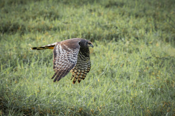 Long-winged Harrier in flight