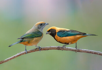 Burnished-buff Tanager on a branch