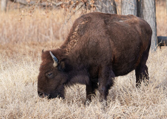 Fototapeta premium Wild American Bison on the high plains of Colorado. Mammals of North America.