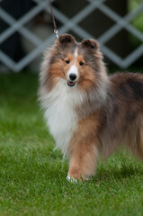 Shetland Sheepdog turning to look at the camera