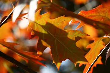 Sunny autumn day. A red oak leaf on a motley water color background of leaves. In total in original solar lighting.