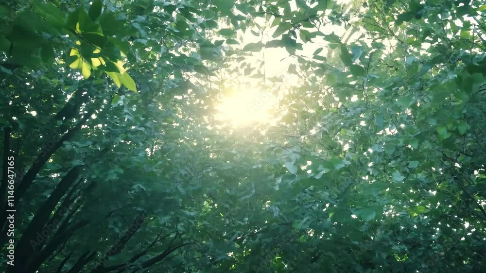 Aufkleber sunlight filters through green leaves in a serene forest setting during late afternoon