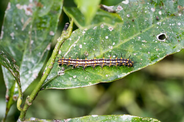 A caterpillar of yellow coster (Acraea issoria formosana).