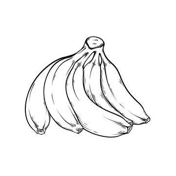 recommend clip art: banana line art handdraw illustration