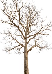 Fototapeta premium A bare, leafless tree against a white background, creating a stark, minimalist silhouette that evokes winter and stillness. 