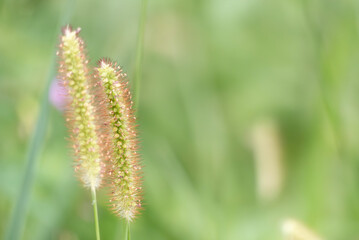 秋の野原でエノコログサが風になびいて
