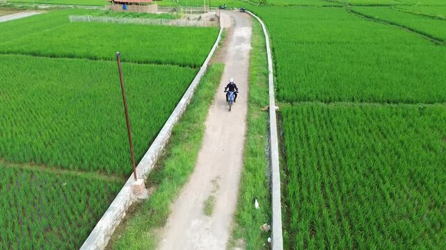 drone view of motorbike rider in the middle of green countryside and rice fields.