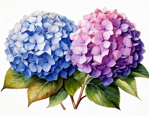 Fototapeta premium Realistic Watercolor Illustration of Hydrangea Flowers: Elements Isolated on White Background