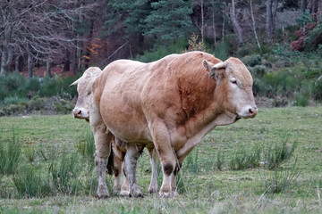 Portrait de vaches et taureaux dans les pâturages du Malzieu-Forain en Lozère, France