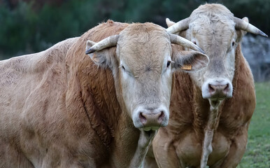 Portrait de vaches et taureaux dans les p&acirc;turages du Malzieu-Forain en Loz&egrave;re, France