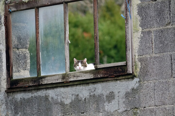 Portrait de chat rencontré lors de randonnées à Malzieu-Forain en Lozère en France
