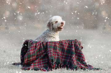 Christmas portrait of a crossbreed dog that was adopted from a shelter. Merry Christmas to all...