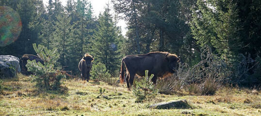 Matin automnale, portrait de bisons d'Europe en Lozère, France © Patricia