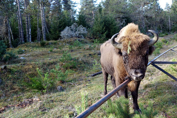 Matin automnale, portrait de bisons d'Europe en Lozère, France © Patricia