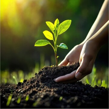 H&auml;nde, die die Erde pflegen: Baumsetzling zum Earth Day