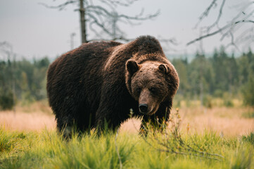 Braunbär 