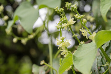 Beautiful Chayote (Sicyos edulis) flowers.