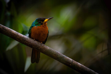Blue-cheeked Jacamar - Galbula cyanicollis

