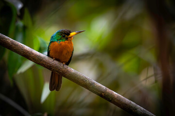 Blue-cheeked Jacamar - Galbula cyanicollis

