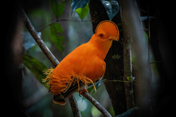 Guianan Cock-of-the-rock - Rupicola rupicola