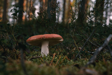 Pilz im Wald