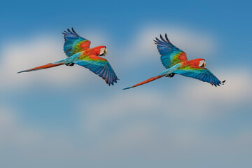 Red-and-green Macaw - Ara chloropterus © Aisse