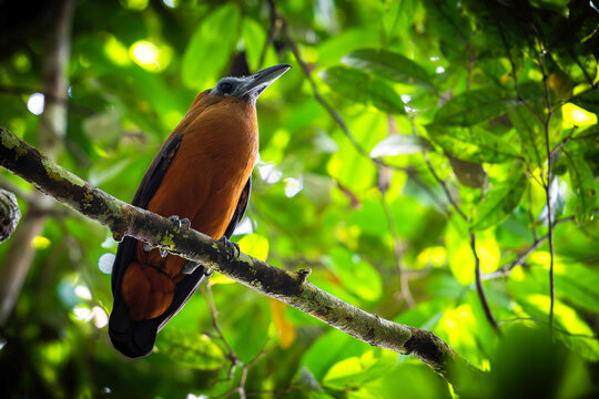 Capuchinbird - Perissocephalus tricolor

