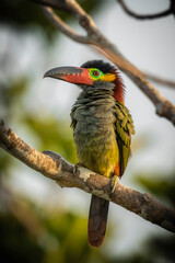 Guianan Toucanet - Selenidera piperivora

