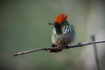 Frilled Coquette - Lophornis magnificus
