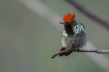 Frilled Coquette - Lophornis magnificus
