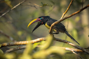 Green Aracari - Pteroglossus viridis

