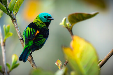 Green-headed Tanager
