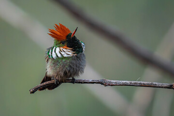 Frilled Coquette - 
Lophornis magnificus