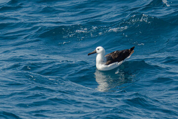 Yellow-nosed Albatross - Thalassarche chlororhynchos