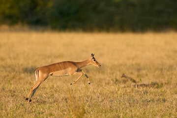 Female Impala (Aepyceros melampus) running to escape the attention of a male during the annual rut in South Luangwa National Park, Zambia