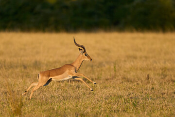 Male Impala (Aepyceros melampus) chasing a female during the annual rut in South Luangwa National...