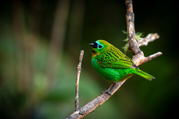 Brassy-breasted Tanager - Tangara desmaresti
