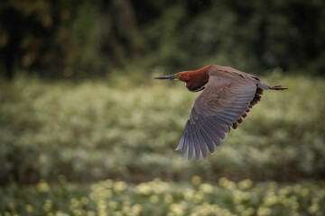 Rufescent Tiger-Heron

