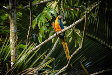 Blue-and-yellow Macaw - Ara ararauna   © Aisse