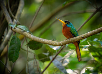 Blue-cheeked Jacamar
