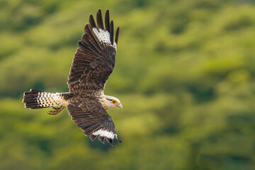 Yellow-headed Caracara
