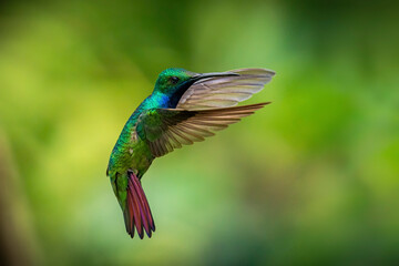 Black-throated Mango in flight