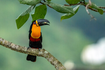 Channel-billed toucan © Aisse