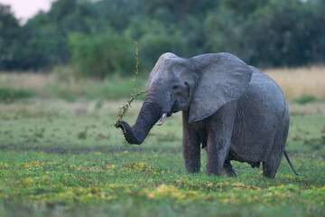 African Elephant (Loxodonta africana) feeding in a marshy area of South Luangwa National Park,...