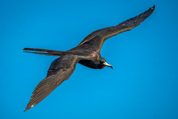 Magnificent Frigatebird
