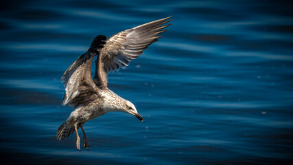 Kelp Gull in flight