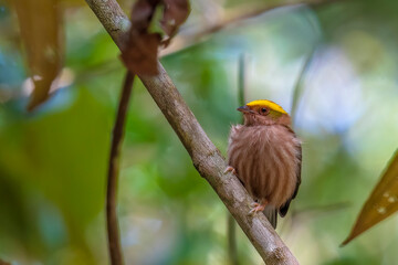 Fiery-capped Manakin
