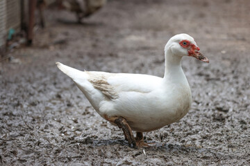 The white Muscovy Duck is stay in nature garden